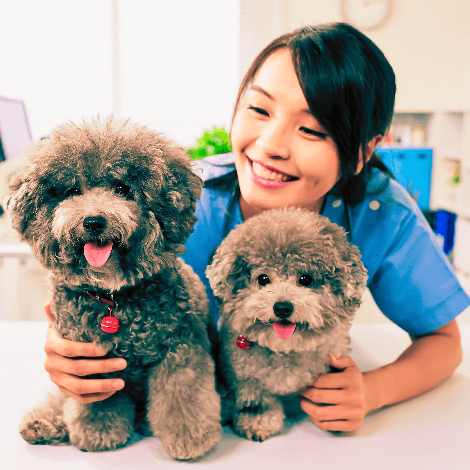 Pet Care & Training
