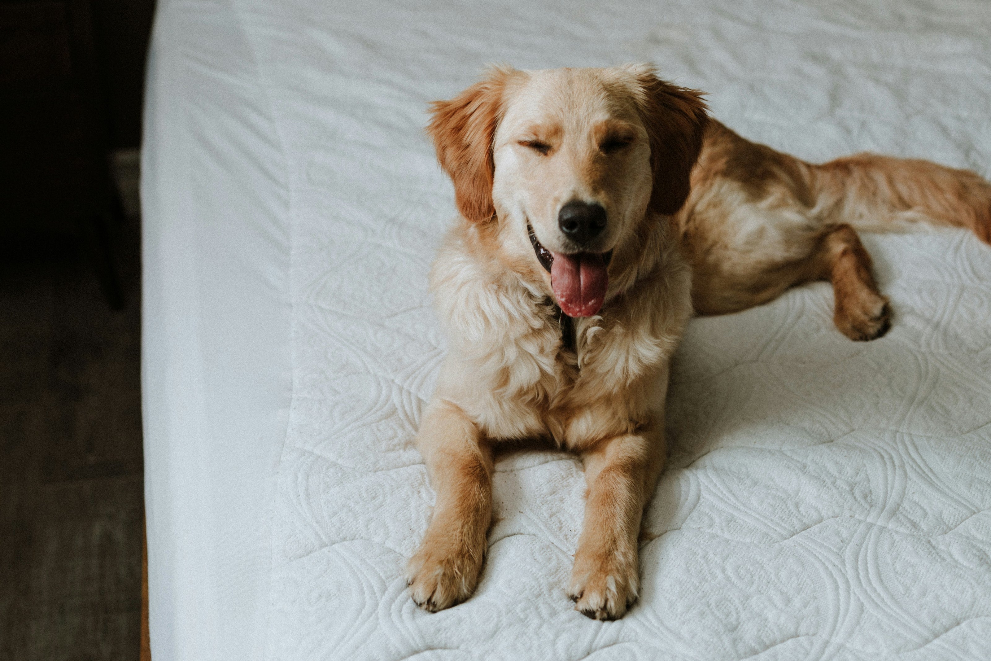 Dog lying on a white bedspread